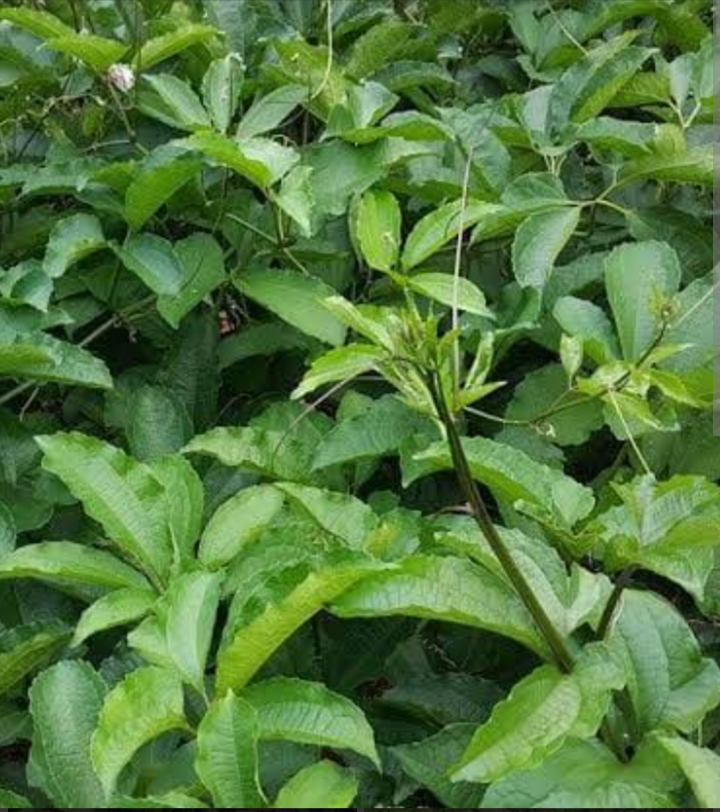 Fresh Ugu