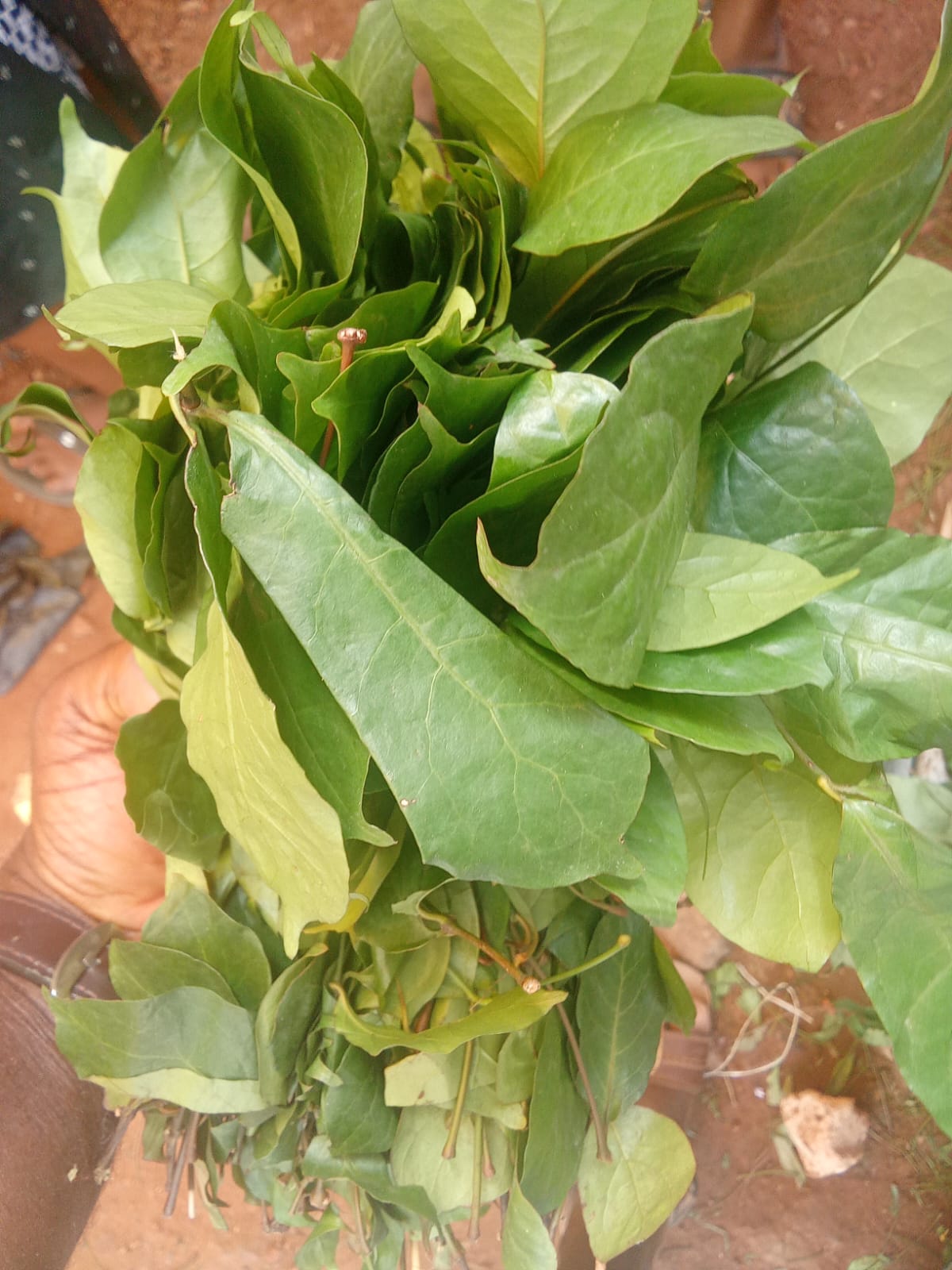 Fresh Okazi