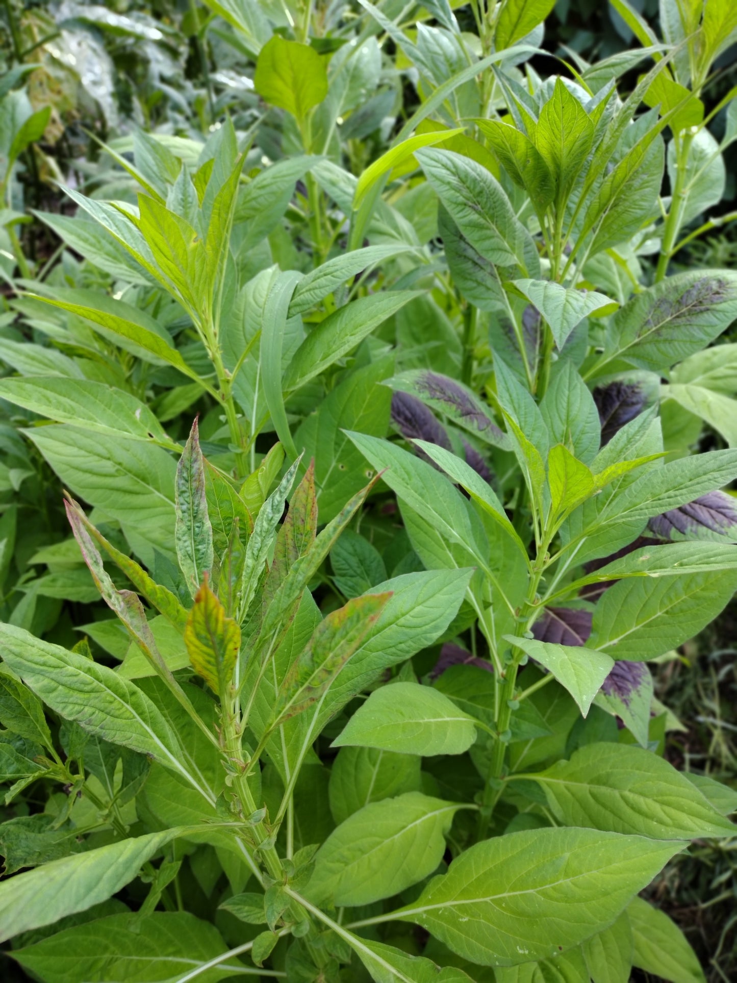 Fresh Lagos Spinach/Shoko/Eliamionu Leaves