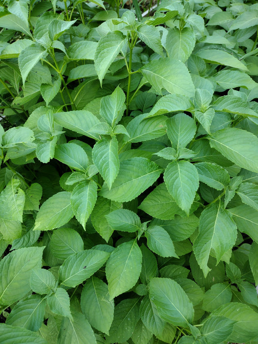 Fresh Scent/Nchuanwu/Ashiji Leaves