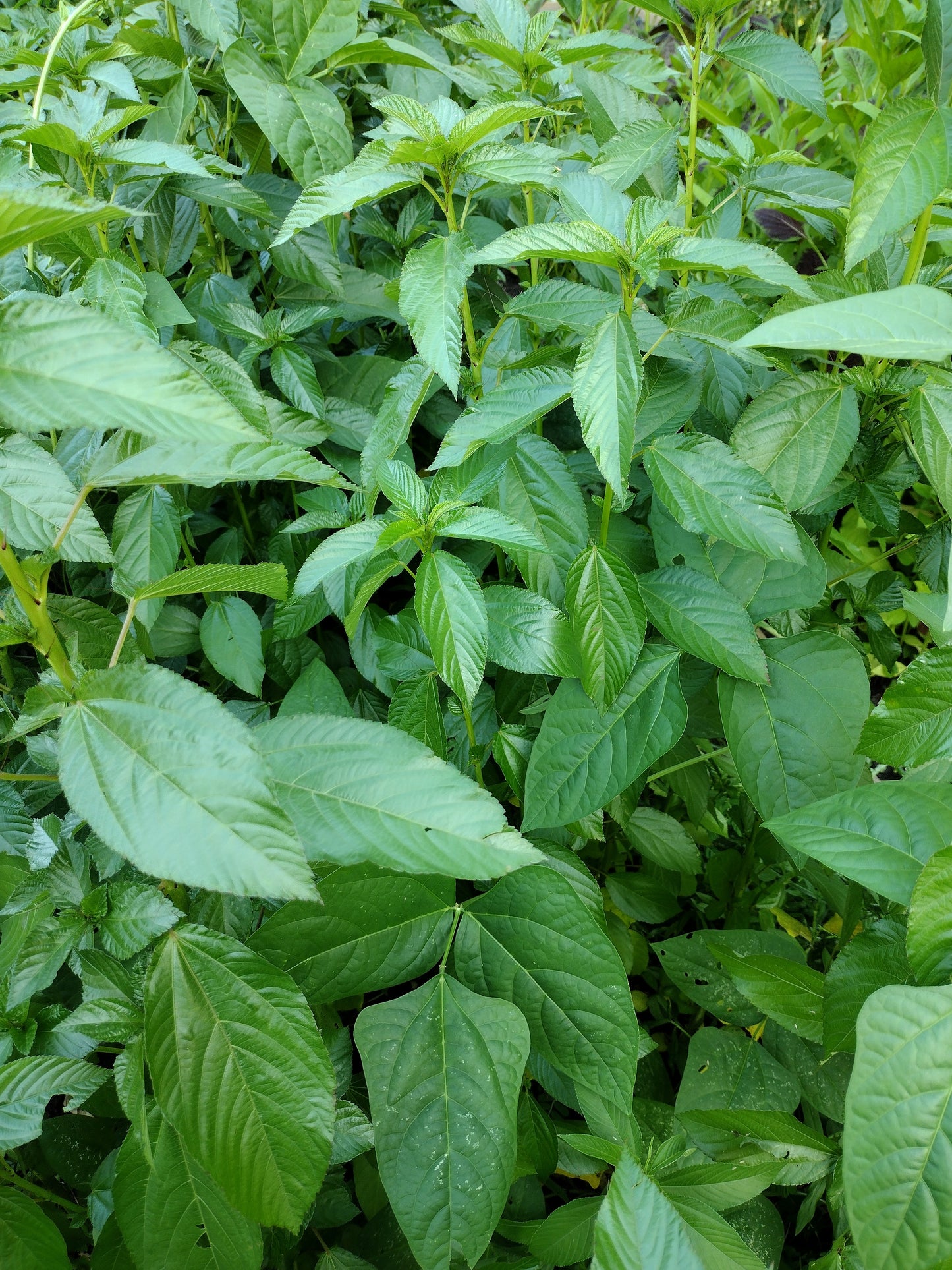 Fresh Arara/Egyptian Spinach Leaves