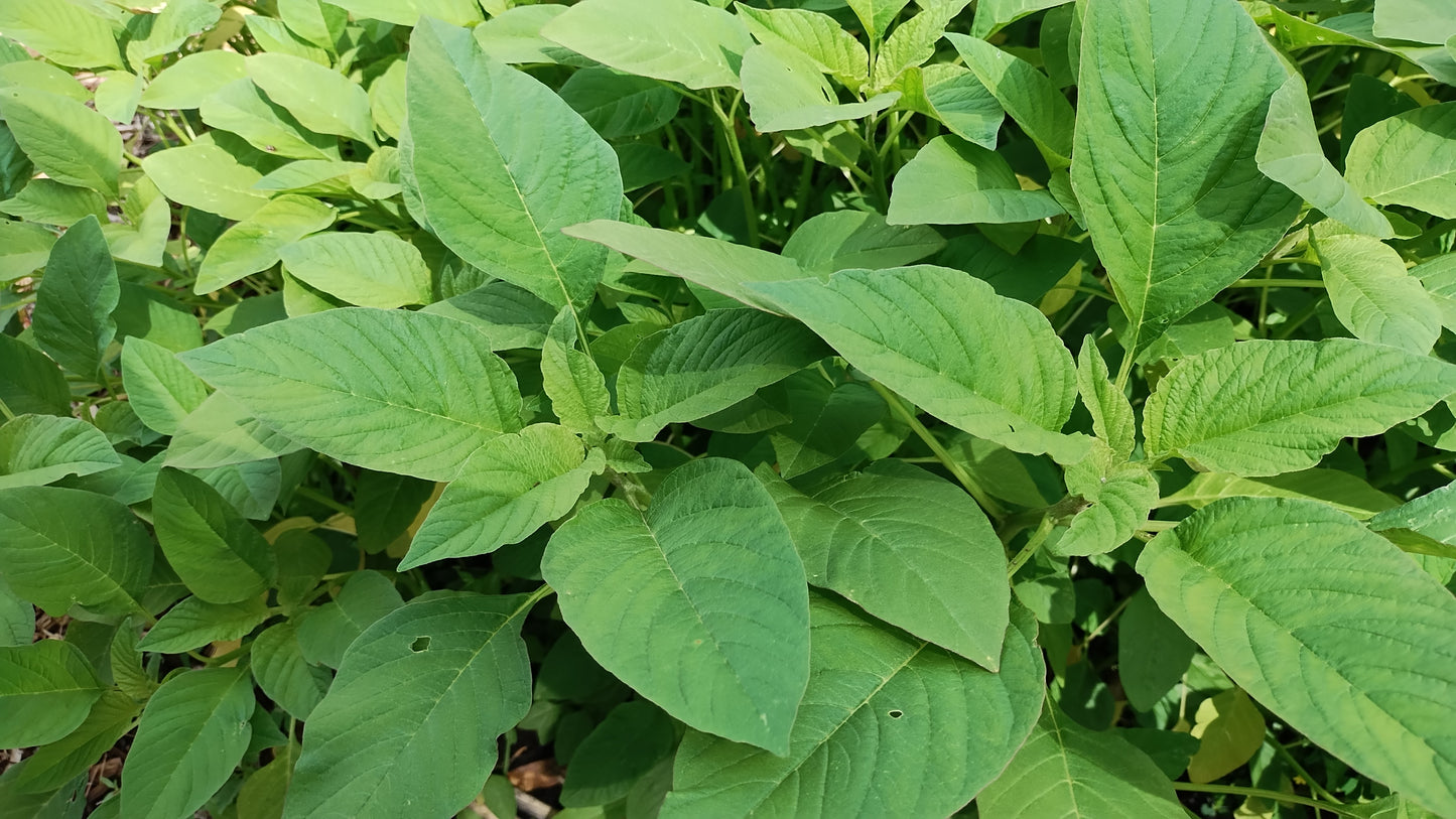 Green/ Efo Tete/Amaranth/