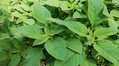 Green/ Efo Tete/Amaranth/