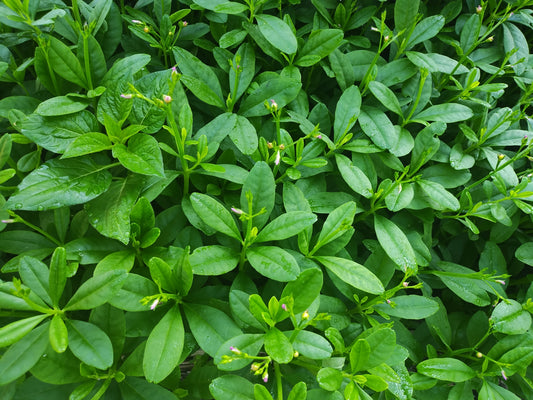 Fresh Waterleaf(Efo Gbure/Mgborodi) 1 pound.