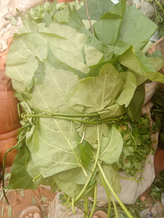Fresh Utazi